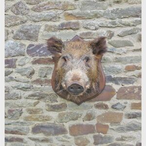 Rustic Brown Boar Head Taxidermy